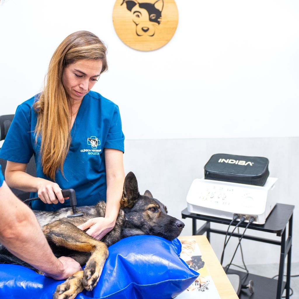 Indiba Veterinaria goleta Indiba Veterinaria goleta